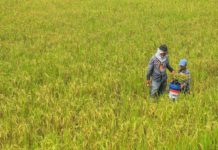 Small rice farmers tilling below two hectares start receiving P5,000 each in cash aid from the Rice Farmers Financial Assistance program. PHOTO COURTESY OF GMANETWORK.COM