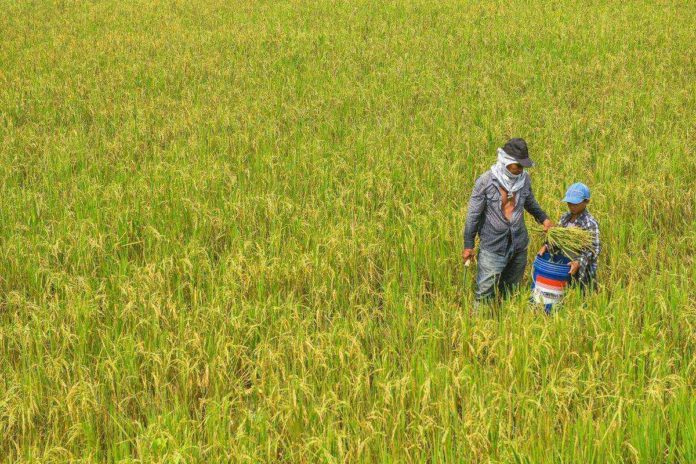 rice_farmers_resized (1) Small rice farmers tilling below two hectares start receiving P5,000 each in cash aid from the Rice Farmers Financial Assistance program. PHOTO COURTESY OF GMANETWORK.COM