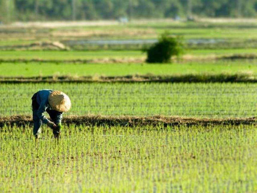 National rice program gets P30.8B under 2024 budget