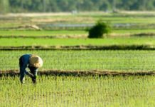 National rice program gets P30.8B under 2024 budget The P30.8 billion budget for the national rice program in 2024 aims to improve rice production despite a prolonged dry spell.