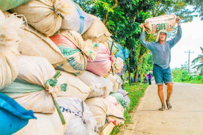 Antique_agri_loss_resized A rice farmer carries a sack of palay in this undated photo. Losses on Antique’s agriculture, particularly on rice, stood at over P72 million so far due to the El Niño phenomenon. DEPARTMENT OF AGRICULTURE-WESTERN VISAYAS