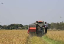 Rice farmers in Negros Occidental suffer P14.4 million crop damages due to the El Niño phenomenon. DA-PHILRICE / FACEBOOK