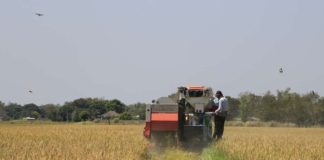 Rice farmers in Negros Occidental suffer P14.4 million crop damages due to the El Niño phenomenon. DA-PHILRICE / FACEBOOK