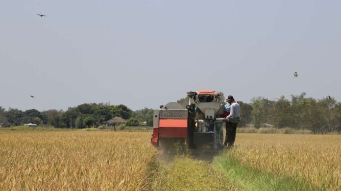 NegOcc_resized Rice farmers in Negros Occidental suffer P14.4 million crop damages due to the El Niño phenomenon. DA-PHILRICE / FACEBOOK