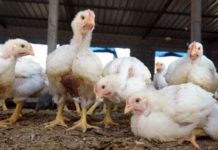 Bird flu outbreak declared in Niger Slaughtering, plucking and handling infected poultry puts people at risk. AFP