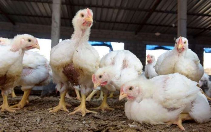 Niger_resized Slaughtering, plucking and handling infected poultry puts people at risk. AFP