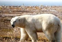 Climate change: Polar bears face starvation threat as ice melts Polar bears normally feed on ringed seals that they catch on ice floes offshore. But as the ice disappears in a warming world, many bears are spending greater amounts of time on shore, eating bird's eggs, berries and grass. DAVID MCGEACHY, BBC