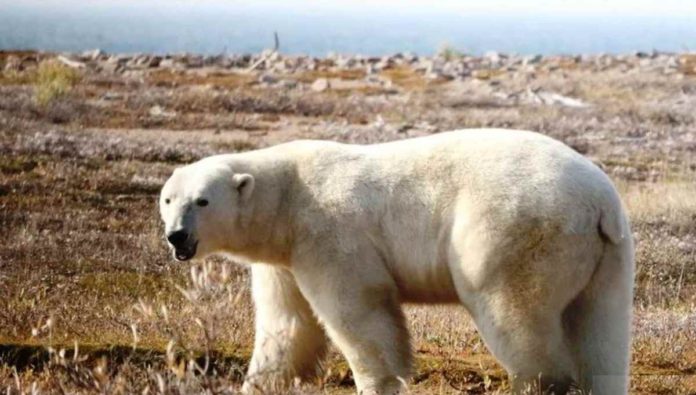 arctic Polar bears normally feed on ringed seals that they catch on ice floes offshore. But as the ice disappears in a warming world, many bears are spending greater amounts of time on shore, eating bird's eggs, berries and grass. DAVID MCGEACHY, BBC