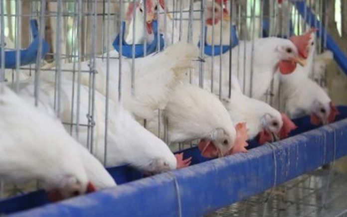 Based on the World Organization for Animal Health’s terrestrial animal health code, a previously uninfected country or zone may regain its bird flu-free status at least 28 days after completing a stamping-out policy and disinfecting the last affected establishment. FILE PHOTO