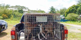 Twenty impounded canines from Bacolod City were adopted and sheltered at the newly-inaugurated dog pound of the city government of Victorias. JAVI BENITEZ / FACEBOOK