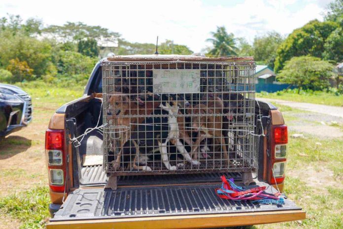 dogs_resized Twenty impounded canines from Bacolod City were adopted and sheltered at the newly-inaugurated dog pound of the city government of Victorias. JAVI BENITEZ / FACEBOOK