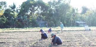 The agricultural damage in Western Visayas due to the ongoing El Niño phenomenon has reached P251,431,000, according to the Office of Civil Defense Region 6. Photo shows workers planting tomato seedlings at a farm in Barangay Tigum, Pavia, Iloilo on Monday afternoon, Feb. 19. AJ PALCULLO/PN