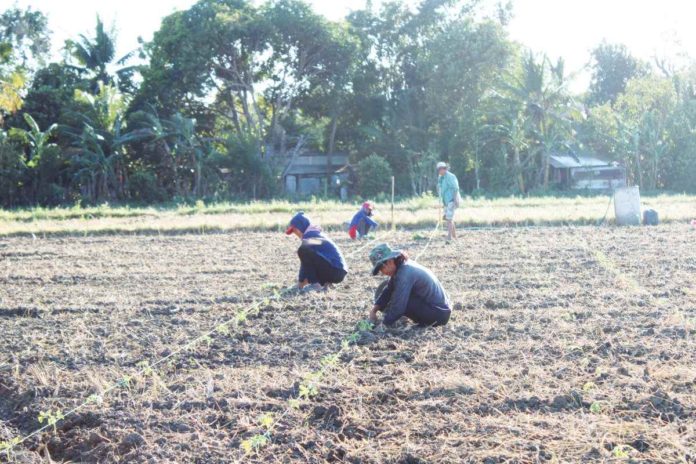 front_pic_1_resized The agricultural damage in Western Visayas due to the ongoing El Niño phenomenon has reached P251,431,000, according to the Office of Civil Defense Region 6. Photo shows workers planting tomato seedlings at a farm in Barangay Tigum, Pavia, Iloilo on Monday afternoon, Feb. 19. AJ PALCULLO/PN