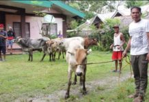 No cases of lumpy skin disease have been reported so far among the cattle population in the Philippines, according to the World Organisation for Animal Health. SAAD.DA.GOV.PH PHOTO