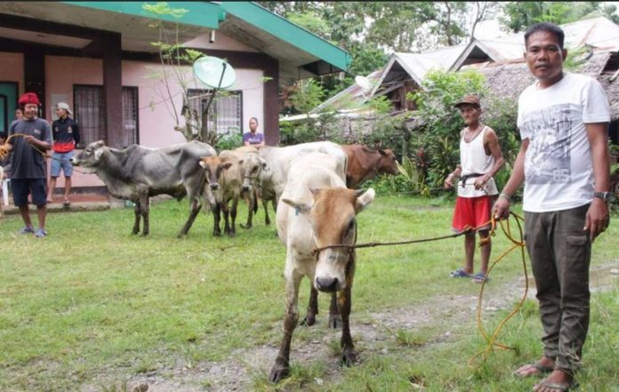 live_cattle.JPG_resized No cases of lumpy skin disease have been reported so far among the cattle population in the Philippines, according to the World Organisation for Animal Health. SAAD.DA.GOV.PH PHOTO