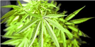 A number of countries, including Thailand and Canada, which have legalized marijuana are now trying to reverse their policy, citing increased hospitalization, particularly cannabis poisoning among the youth. AFP