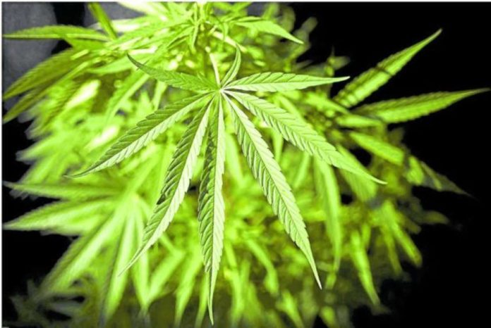 A number of countries, including Thailand and Canada, which have legalized marijuana are now trying to reverse their policy, citing increased hospitalization, particularly cannabis poisoning among the youth. AFP