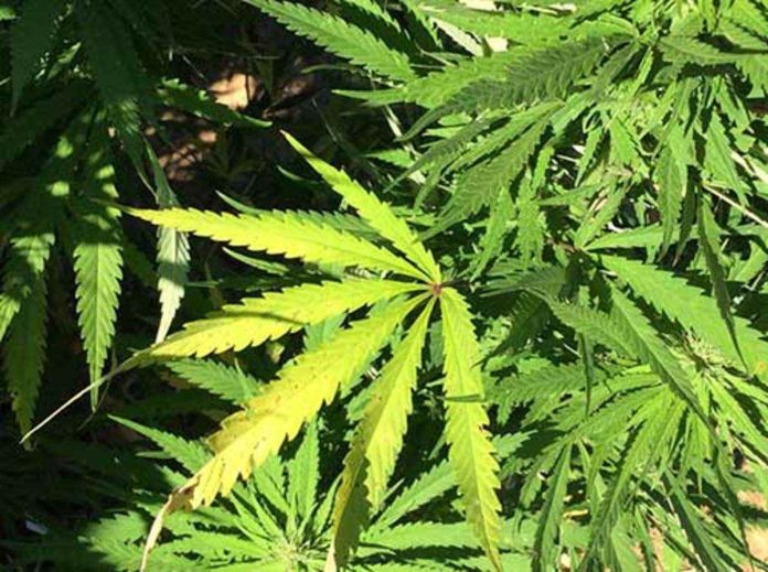 marijuana_resized Cannabis is a dangerous drug under Republic Act No. 9165 or the Comprehensive Dangerous Drugs Act of 2002.