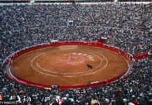 Bullfighting returns to Mexico Mexico City’s bullring is the largest in the world – it was packed for Sunday’s spectacle. Around 250,000 bulls are killed in bullfights globally each year, according to Humane Society International. GETTY IMAGES