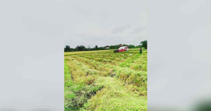 negocc pic_superimposed The El Niño phenomenon has affected 373 farmers across 36 villages in Negros Occidental. MARY ARFE ARENAL LABRADOR PHOTO