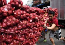 DA expects onion production to stand at 300K MT in 2024 Onion production for 2024 is projected at over 300,000 metric tons, according to the Department of Agriculture. GMANETWORK.COM PHOTO
