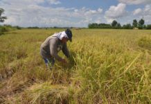 Drop in ‘palay’ prices feared amid NFA controversy Iloilo Province was the top palay producer in Western Visayas in the fourth quarter of 2023. PN FILE PHOTO