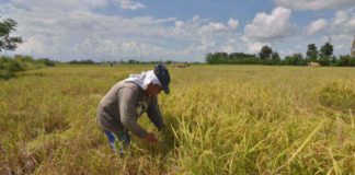 Iloilo Province was the top palay producer in Western Visayas in the fourth quarter of 2023. PN FILE PHOTO