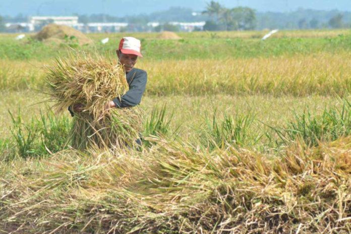 palay_resized A farmer stockpiles rice crops after a harvest in Santa Barbara, Iloilo. The Philippine Statistics Authority in Region 6 reported a decline in the 2023 production of palay and corn in Western Visayas.PN FILE PHOTO