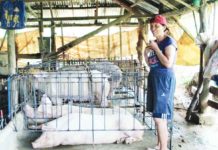 Hog raising in Negros Occidental has been a lucrative and traditional occupation for locals, particularly those in rural areas, for decades. SAAD.DA.GOV.PH PHOTO