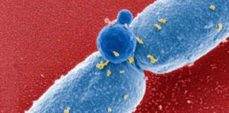European Centre for Disease Prevention and Control