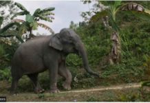 Bangladesh elephants get court protection An Asian elephant in Bangladesh. GETTY IMAGES