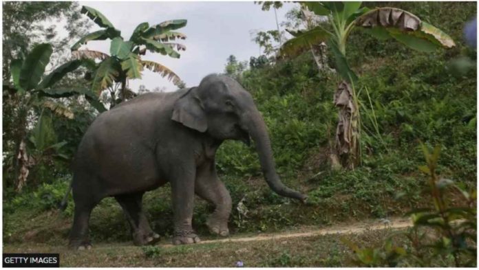 Bangladesh An Asian elephant in Bangladesh. GETTY IMAGES