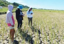 Damage to agriculture was pegged at P357.4 million as of February 25, 2024, according to the Department of Agriculture. PNA FILE PHOTO