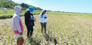 Damage to agriculture was pegged at P357.4 million as of February 25, 2024, according to the Department of Agriculture. PNA FILE PHOTO
