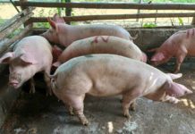 Local hog production reached 1.79 million metric tons (MT) in 2023, higher than 1.73 million MT in 2022, according to the Philippine Statistics Authority. AJ PALCULLO/PN