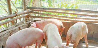 Initial preparation of farms for hog sentinelling program in Western Visayas will be in April and May this year.