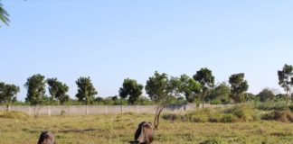 The Iloilo Provincial Veterinary Office says it is vital to provide animals such as carabaos, cows, and goats with sufficient water and multivitamins, such as electrolytes, to replenish their body water amid the hot and dry weather conditions. AJ PALCULLO/PN
