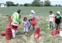 DA to let onion harvest season finish before mulling imports The Department of Agriculture says only about 18 hectares of the over 10,000 hectares of onion plantations in Central Luzon have been totally damaged by armyworms. PHOTO COURTESY OF PNA