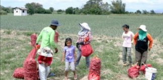 The Department of Agriculture says only about 18 hectares of the over 10,000 hectares of onion plantations in Central Luzon have been totally damaged by armyworms. PHOTO COURTESY OF PNA