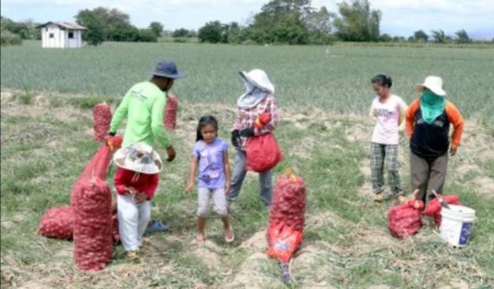 The Department of Agriculture says only about 18 hectares of the over 10,000 hectares of onion plantations in Central Luzon have been totally damaged by armyworms. PHOTO COURTESY OF PNA