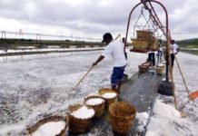 New law will help revive ‘dying’ salt industry – PCCI A farmer harvests salt at the Pangasinan Salt Center in Barangay Zaragoza, Bolinao town. FILE PHOTO BY WILLIE LOMIBAO / INQUIRER NORTHERN LUZON