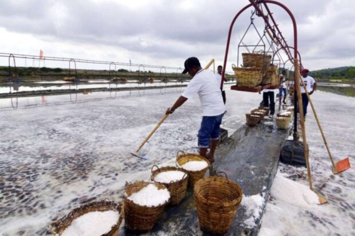 salt_industry_resized A farmer harvests salt at the Pangasinan Salt Center in Barangay Zaragoza, Bolinao town. FILE PHOTO BY WILLIE LOMIBAO / INQUIRER NORTHERN LUZON