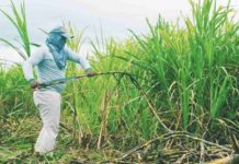 The El Niño phenomenon-induced drought prompted an early conclusion to the sugarcane milling season in some parts of Negros Occidental. PN FILE PHOTO