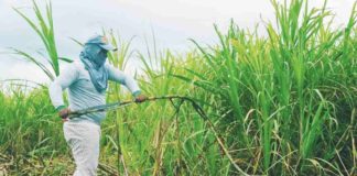 The El Niño phenomenon-induced drought prompted an early conclusion to the sugarcane milling season in some parts of Negros Occidental. PN FILE PHOTO