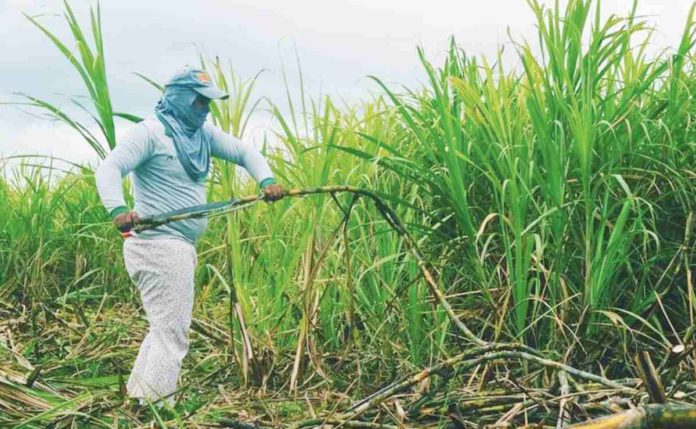 The El Niño phenomenon-induced drought prompted an early conclusion to the sugarcane milling season in some parts of Negros Occidental. PN FILE PHOTO