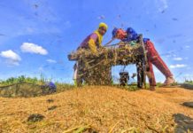 The National Food Authority’s buying price of dry palay was lower than the average farmgate price nationwide of P25.21 per kilo as of February 2024. Department of Agriculture Photo