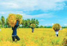 NFA falls short of ‘palay’ procurement target in February The National Food Authority says it is facing difficulties in procuring palay during the harvest season because traders are outbidding them by buying the grain at higher prices than what the agency offers. PHOTO COURTESY OF DEP’T OF AGRICULTURE XI