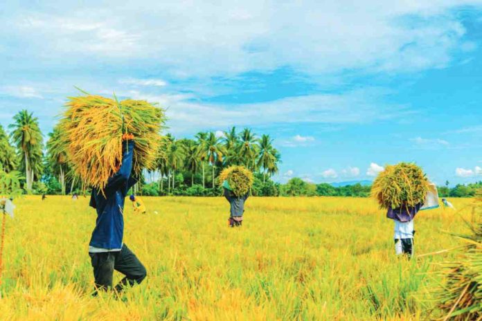 NFA_resized The National Food Authority says it is facing difficulties in procuring palay during the harvest season because traders are outbidding them by buying the grain at higher prices than what the agency offers. PHOTO COURTESY OF DEP’T OF AGRICULTURE XI