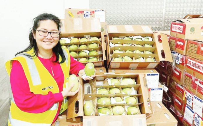 PH mangoes Zona Tan-Sheppard from the Thorny Fruit Company said they received around 1,500 kilograms of fresh carabao mangoes from the Philippines in September 2023. PHOTO COURTESY OF ABC.NET.AU