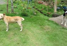 The Iloilo Provincial Health Office assured that efforts are underway to ensure a 70 to 100 percent vaccination coverage among the local dog population to eradicate rabies. As of February 29, approximately 21.77 percent of the province’s 324,764 dogs have been vaccinated. PNA PHOTO BY PGLENA